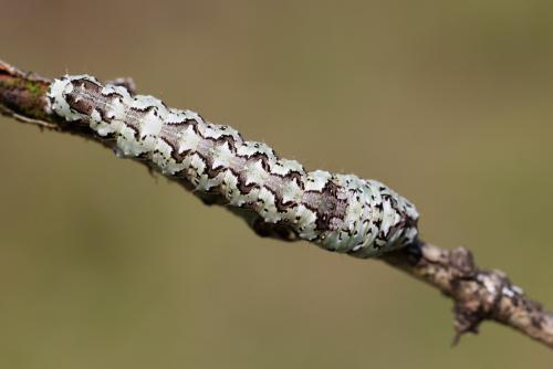 Réf. 354 933 : Lamprosticta culta